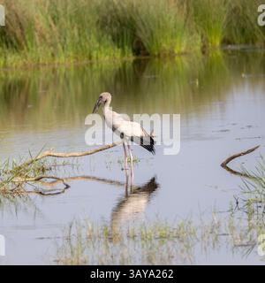 Une cigogne asiatique à bec ouvert dans le parc national de Yala, au Sri Lanka Banque D'Images
