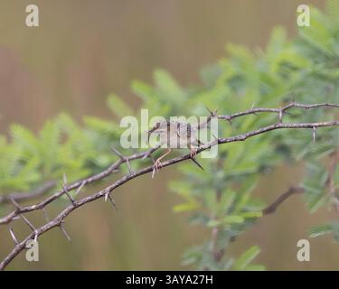 Une cisticola de zitting dans le parc national de Yala, Sri Lanka Banque D'Images