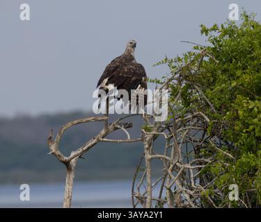 Un aigle poisson à tête grise au Sri Lanka Banque D'Images
