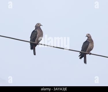 Deux pigeons impériaux verts dans le parc national de Bundala, Sri Lanka Banque D'Images