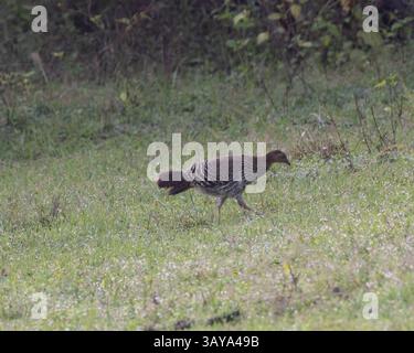 Une femelle Junglefowl dans le parc national de Yala, Sri Lanka Banque D'Images