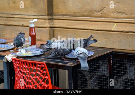 Pigeons mangeant des restes de nourriture dans des assiettes sur des tables extérieures au pub Wetherspoon Counting House, St Vincent place, Glasgow, Écosse, Royaume-Uni, Europe Banque D'Images