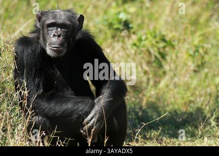 Chimpanzé commun, ol Pejeta Conservancy, Kenya Banque D'Images