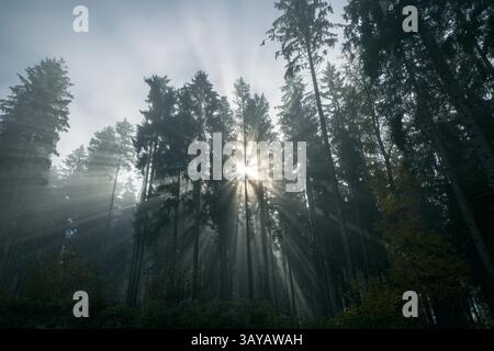 Soleil brille à travers les arbres dans une forêt (contre-jour) Banque D'Images
