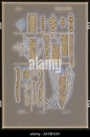 Une collection de formes et de motifs complexes et abstraits, ressemblant à divers éléments et structures naturels. Les dessins présentent une gamme de textures et de formes, évoquant un sentiment de croissance organique et d'interprétation artistique., preuve lithographique en couleurs de sept espèces de bryozoaires de diverses localités de Victoria, preuve lithographique en couleurs de sept espèces de bryozoaires de diverses localités victoriennes, pour la planche 49 dans le Prodromus de la Zoologie de Victoria par Frederick McCoy., art classique avec une touche moderne réinventée par Artotop Banque D'Images