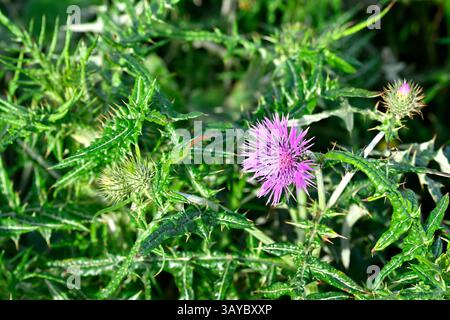 Fleur de printemps violette et feuillage épi de Galactites tomentosus / chardon Marie violet la Coruna, Espagne avril Banque D'Images