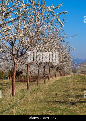 Amandiers en fleurs bordant le champ agricole, révélant un paysage fleuri rose blanc pendant la croissance saisonnière printanière Banque D'Images
