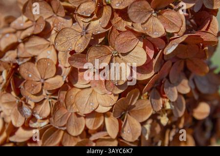 Gros plan de fleurs d'hortensia séchées. Arrière-plan naturel. Démonstration de la couleur de l'année 2025. Banque D'Images