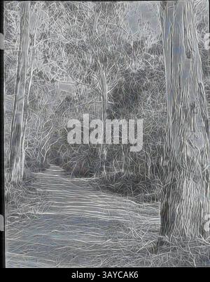 Un chemin sinueux mène à travers une forêt dense, flanquée de grands arbres. L'interaction de la lumière et de l'ombre crée un sentiment de profondeur, invitant à l'exploration dans le paysage tranquille., Lantern Slide - Forest Road, Victoria, Australie, date inconnue, image en noir et blanc d'une route forestière à Victoria, photographiée par A.G. Campbell, fils de A.J. Campbell. C'est l'une des nombreuses diapositives de lanterne en verre qui forment la collection A.J. Campbell tenue par Museums Victoria., art classique avec une touche moderne réinventée par Artotop Banque D'Images