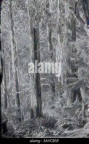 Une scène forestière dense avec de grands arbres minces enveloppés dans un réseau de lignes et de textures complexes, créant un sentiment de profondeur et de mystère dans la forêt., Lantern Slide - Hardys Creek, Victoria, janvier 1944, image en noir et blanc de lumière du soleil tôt le matin coulant à travers de grands arbres dans la région de Hardys Creek à Victoria, photographiée par A.G. Campbell, fils de A.J. Campbell. C'est l'une des nombreuses diapositives de lanterne en verre qui forment la collection A.J. Campbell tenue par Museums Victoria., art classique avec une touche moderne réinventée par Artotop Banque D'Images