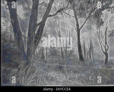 Une scène forestière dense remplie d'arbres et de broussailles entrelacés, créant une ambiance mystique. L'interaction de la lumière et des ombres améliore les textures complexes de l'écorce et du feuillage, évoquant un sentiment de profondeur et de mystère dans les bois., Lantern Slide - Kilsyth, Victoria, date inconnue, image en noir et blanc de la région entourant Liverpool Road, Kilsyth, photographiée par A.G. Campbell, fils de A.J. Campbell. C'est l'une des nombreuses diapositives de lanterne en verre qui forment la collection A.J. Campbell tenue par Museums Victoria., art classique avec une touche moderne réinventée par Artotop Banque D'Images