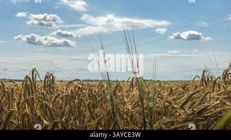 Champ de blé doré s'étendant vers l'horizon sous un ciel partiellement nuageux. Les détails rapprochés des tiges de blé capturent l'essence de la vie rurale Banque D'Images