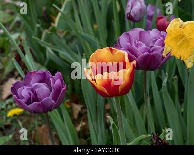 tulipes, fleurs multicolores dans un environnement naturel sur fond vert, plantes ornementales printanières de différentes formes avec des gouttes de pluie Banque D'Images