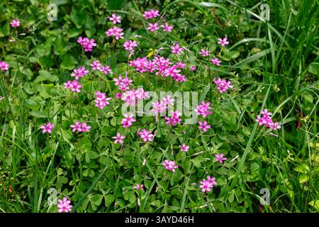 Amas de soucis roses (Oxalis articulata), une plante vivace à croissance basse présentant des feuilles vertes en forme de trèfle et de cœur ainsi que de petites fleurs Banque D'Images