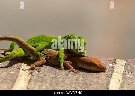 Anole vert (Anolis carolinensis) pendant l'accouplement, connu sous le nom d'anole de Caroline, anole vert de Caroline, etc États-Unis et parfois appelé A Banque D'Images