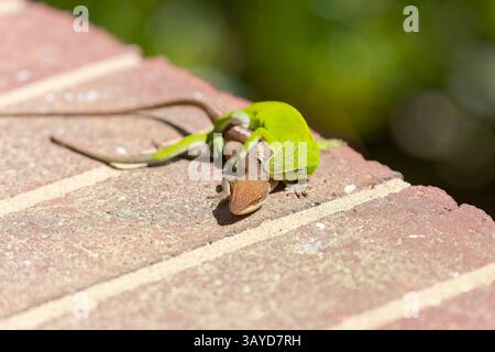 Anole vert (Anolis carolinensis) pendant l'accouplement, connu sous le nom d'anole de Caroline, anole vert de Caroline, etc États-Unis et parfois appelé A Banque D'Images