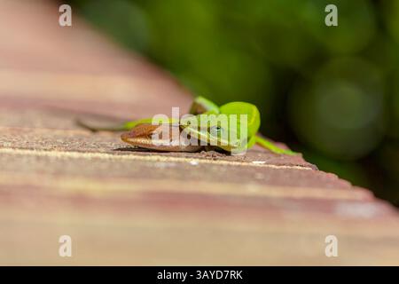 Anole vert (Anolis carolinensis) pendant l'accouplement, connu sous le nom d'anole de Caroline, anole vert de Caroline, etc États-Unis et parfois appelé A Banque D'Images