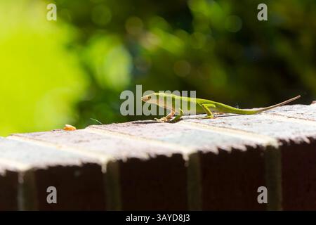 Anole vert (Anolis carolinensis) pendant l'accouplement, connu sous le nom d'anole de Caroline, anole vert de Caroline, etc États-Unis et parfois appelé A Banque D'Images