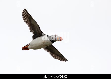 Un macareux de l'atlantique en plein vol au-dessus de l'océan Atlantique. Banque D'Images