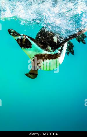 Manchot de Humboldt (Spheniscus humboldti) ascendant à travers une eau turquoise cristalline avec des nageoires étendues et une traînée de bulles étincelantes Banque D'Images