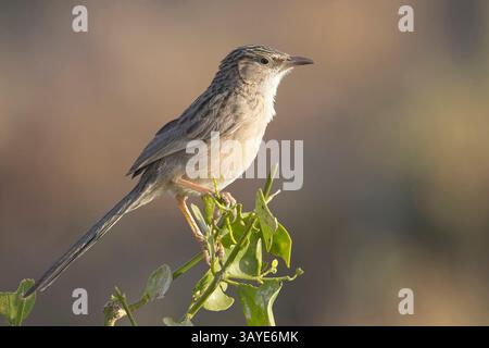 Zitting Cisticola ou Paruline fantôme striée (Cisticola juncidis) perchée sur un buisson, à proximité, Blackbuck National Park à Velavadar, Gujarat, Inde. Banque D'Images