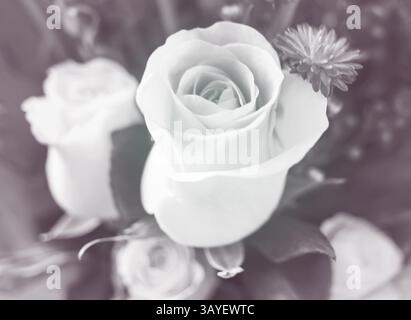 Gros plan d'une rose blanche miniature, monochrome. Banque D'Images