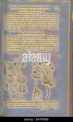 Une page illustrée présentant des dessins botaniques détaillés de diverses plantes, accompagnés de descriptions dans un script orné. Les plantes sont représentées en différentes étapes, soulignant leurs caractéristiques uniques. Le texte fournit des informations historiques et scientifiques sur la flore représentée., Torimaio et, Fol. 382r, 1590, Pietro Andrea Mattioli, Joachim Camerarius : Kreuterbuch desz hochgelehrten unnd weitberühmten Herrn D. Petri Andreae Matthioli. Franckfort am Mayn : [Feyrabendt], 1590, Art classique avec une touche moderne réinventé par Artotop Banque D'Images
