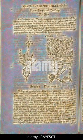 Une page illustrée présentant des dessins botaniques détaillés accompagnés de descriptions écrites, présentant des informations sur les plantes médicinales et leurs utilisations. Le texte est écrit dans une police ornée, probablement d'une ancienne publication à base de plantes ou pharmacologique., Apios et Pseudoapios, Dangling, Fol. 429v, 1590, Pietro Andrea Mattioli, Joachim Camerarius : Kreuterbuch desz hochgelehrten unnd weitberühmten Herrn D. Petri Andreae Matthioli. Franckfort am Mayn : [Feyrabendt], 1590, Art classique avec une touche moderne réinventé par Artotop Banque D'Images