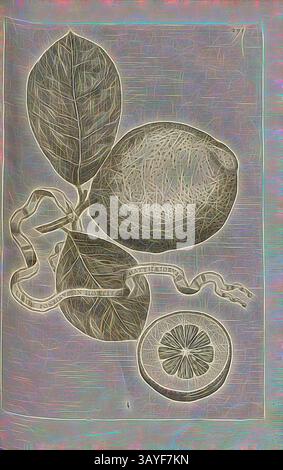 Une composition détaillée de natures mortes avec une orange, un segment tranché et des feuilles vertes luxuriantes, entrelacées avec un ruban décoratif gravé d'un texte élégant. Les lignes complexes et les textures créent un sentiment de profondeur et d'art., Limon Ponzinus jardin Matthaeiorum, agrumes, fig. 59, p. 290, 1646, Giovanni Battista Ferrari : Hesperides sive de malorum aureorum cultura et usu libri quatuor. Romae : Sumptibus Hermanni Scheus, 1646, Art classique avec une touche moderne réinventé par Artotop Banque D'Images