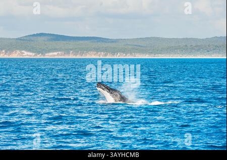 Rorqual à bosse (Megaptera novaeangliae) en rupture, Hervey Bay, Queensland, Australie, Banque D'Images