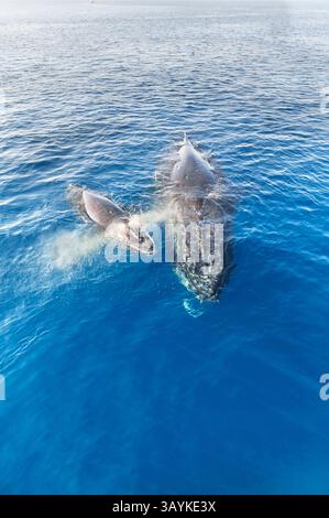 Surfaçage de baleines à bosse mère et veau, Hervey Bay, Queensland, Australie Banque D'Images
