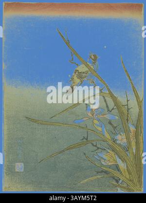 Une scène délicate met en scène un oiseau perché au sommet d'une branche élancée, entouré d'un feuillage vert luxuriant et de fleurs bleues fleuries, le tout dans un ciel bleu éclatant. Le cadre paisible capture un moment de beauté et d'harmonie de la nature. Orchidée et oiseau, c. 1770, Isoda Koryusai, japonais, 1735-1790, Japon, impression sur bois couleur, chuban, 10 x 7 1/2 po. Art classique avec une touche moderne réinventé par Artotop Banque D'Images