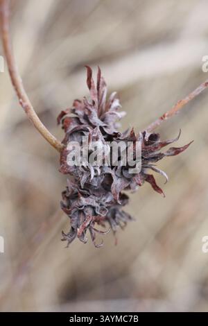 Floral séché sur tige Banque D'Images