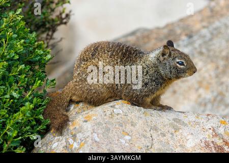 L'écureuil terrestre de Californie, Spermophilus beecheyi, est également connu sous le nom d'écureuil terrestre de beechey, Morro Bay, Californie, États-Unis. Banque D'Images