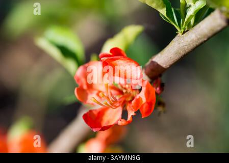 Coing japonais, Chaenomeles japonica Spring Red flower closeup focus sélectif Banque D'Images