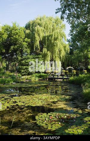 Passerelle en bois au-dessus de l'étang avec Nymphée - Nymphée d'eau, Chlorophyta - algues vertes et Typha latifolia - queue commune bordée de Salix. Banque D'Images