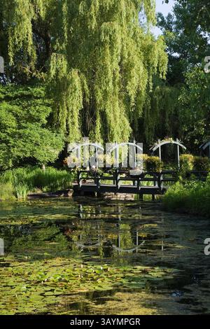 Passerelle en bois au-dessus de l'étang avec Nymphée - Nymphée d'eau, Chlorophyta - algues vertes et Typha latifolia - queue commune bordée de Salix. Banque D'Images