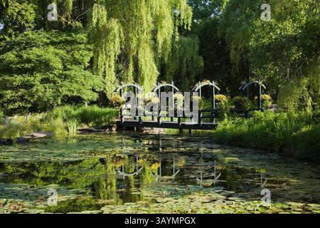 Passerelle en bois au-dessus de l'étang avec Nymphée - Nymphée d'eau, Chlorophyta - algues vertes et Typha latifolia - queue commune bordée de Salix. Banque D'Images
