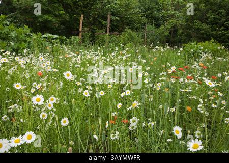 Champ de Chrysanthemum leucanthemum vulgare blanc - fleurs de Marguerite Oxeye dans le jardin de l'arrière-cour en été. Banque D'Images