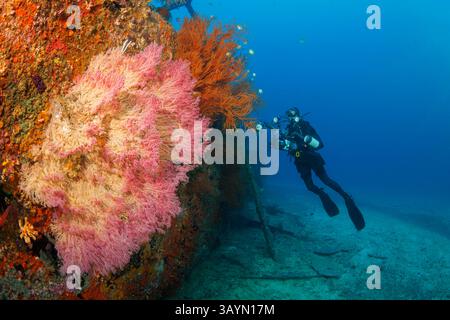 Photographe (MR) et fan de corail gorgonien sur l'épave de l'Alma Jane au large de Sabang Beach, Puerto Galera, Mindoro, Philippines. Banque D'Images