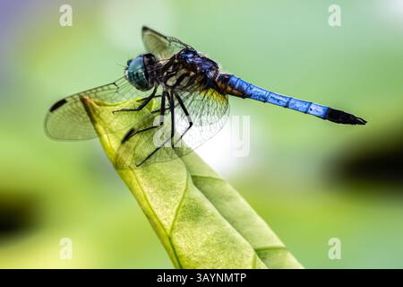 Libellule bleue (Pachydiplax longipennis) au jardin botanique d'Atlanta à Midtown Atlanta, Géorgie. (ÉTATS-UNIS) Banque D'Images