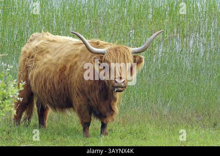 Vache Highland avec de longues cornes debout sur un pâturage vert devant de hautes herbes, Mull, Hébrides, Écosse, Grande-Bretagne Banque D'Images