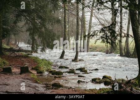 Nord Forêt Noire, Bade-Wuerttemberg, Allemagne, Une rivière paisible serpente à travers une forêt dense avec des pierres couvertes de mousse, Europe Banque D'Images