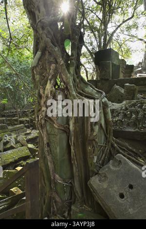 Arbres Banyan sur les ruines dans le temple Beng Mealea, Cambodge, Asie Banque D'Images