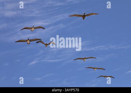 Sept pélicans volant en contre-jour du soleil sur fond bleu de ciel nuageux Banque D'Images