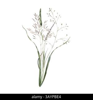 Illustration aquarelle délicate d'herbes sauvages et de plantes sauvages séchées, peintes à la main dans des tons naturels. Parfait pour l'éco-branding, l'emballage, l'accueil Banque D'Images