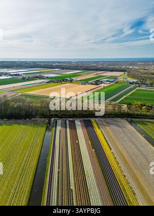 Vue aérienne des champs de tulipes colorés s'étendant à travers le paysage, avec des rangées soignées de fleurs vibrantes et des terres agricoles verdoyantes sous un ciel partiellement nuageux n Banque D'Images