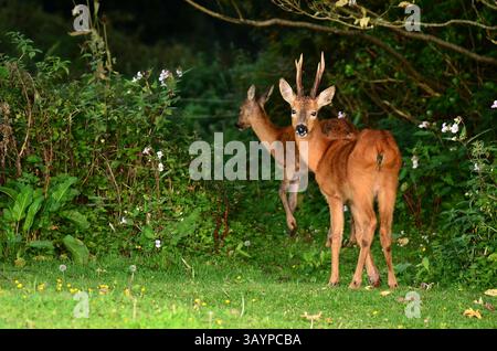 le chevreuil Banque D'Images