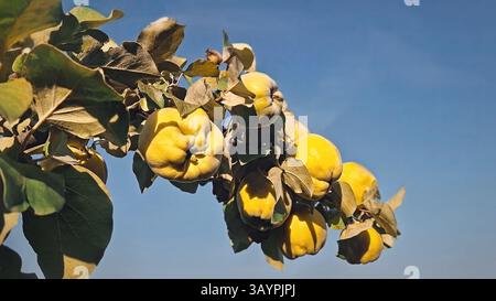 Une branche de coing avec des fruits jaunes mûrs sur un fond de ciel bleu clair. Récolte saisonnière d'automne Banque D'Images