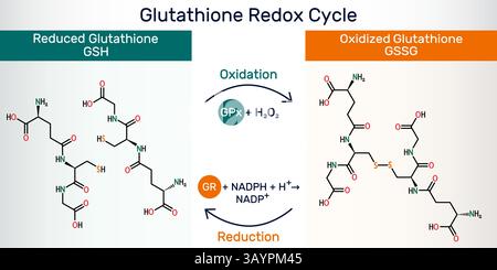 Infographie du cycle redox du glutathion avec les structures chimiques du glutathion GSH et du glutathion disulfure GSSG. Illustration vectorielle Illustration de Vecteur